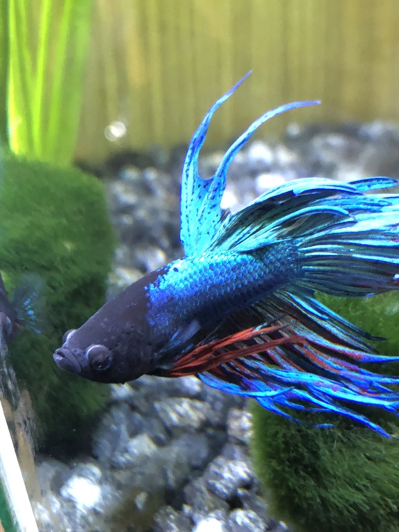 Les nageoires de mon bettas se sont éffilochées puis ont rétréci 5321f910