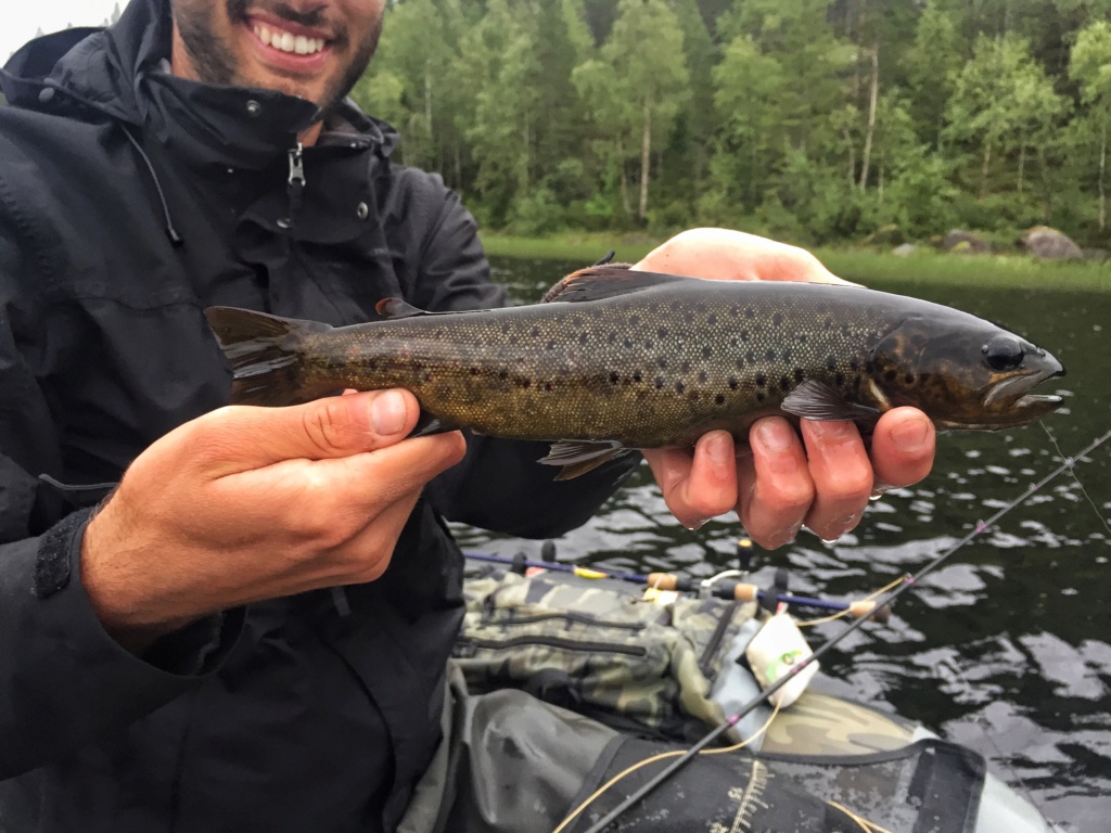 Le voilà- Suède 2019- un mois intense dans la nature Lapone Img_9211