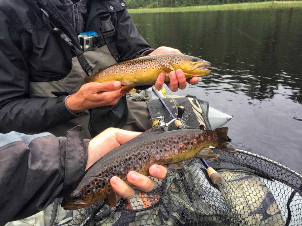 Le voilà- Suède 2019- un mois intense dans la nature Lapone Img_9225