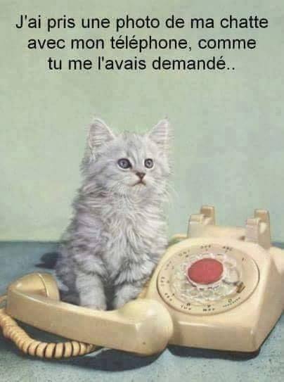 cat's humour 42625110