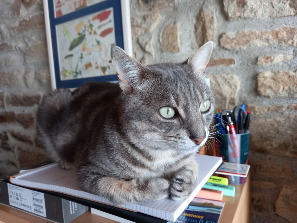 NILS, MALE GRIS BRUN TABBY,FIV+,né en 2013/2015.                   20210725