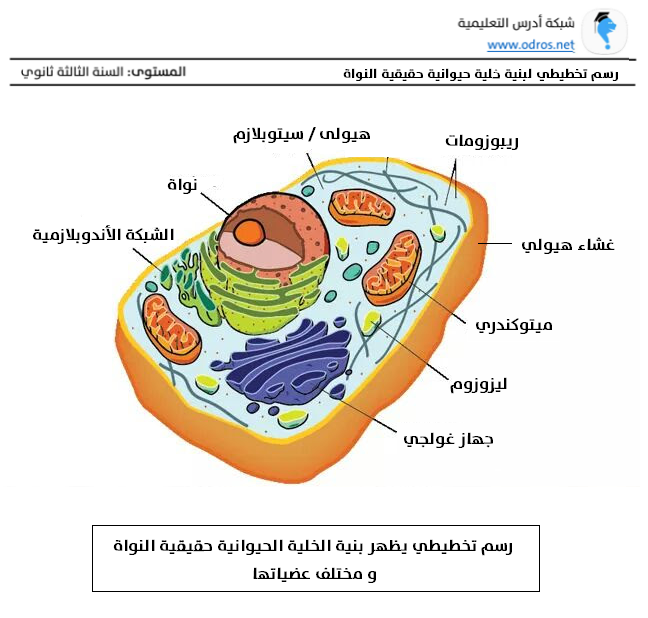 رسم تخطيطي للخلية الحيوانية حقيقية النواة عليه كافة البيانات - السنة  الثالثة ثانوي