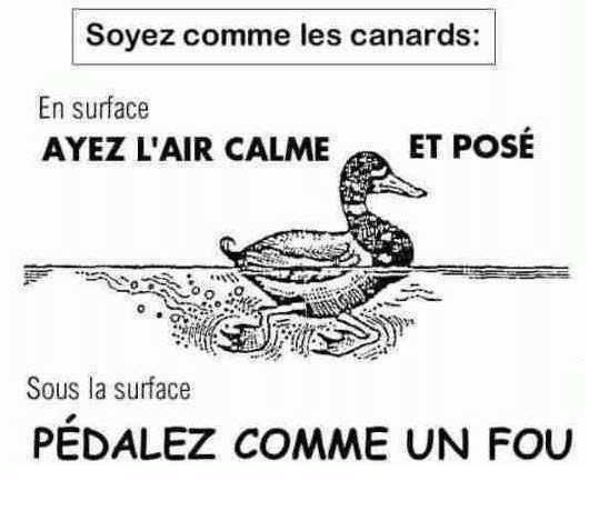 Dessin du jour . Pas obligatoirement culinaire, la cuisinière s'intéresse aussi à l'actualité . - Page 17 Canard10