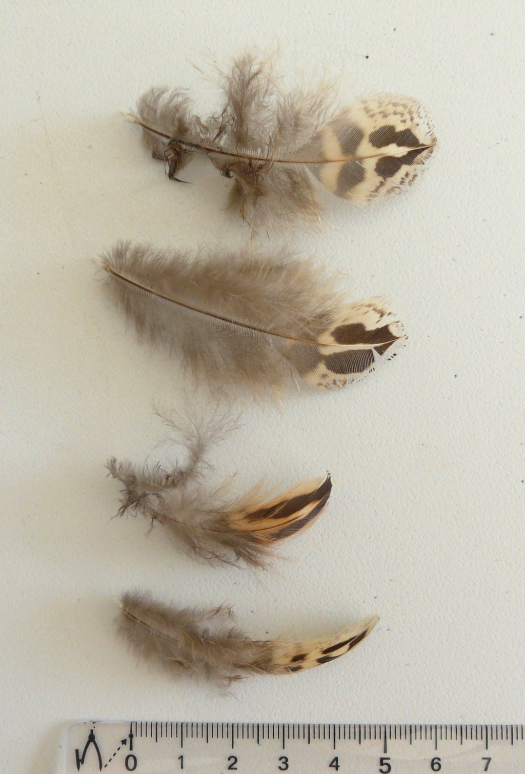 [Faisan Colchide femelle] Plumée diverses plumes du même oiseau P1190712