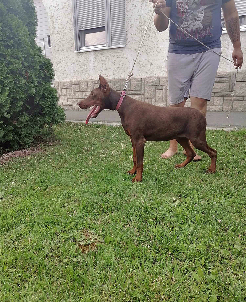 Doberman 36139610