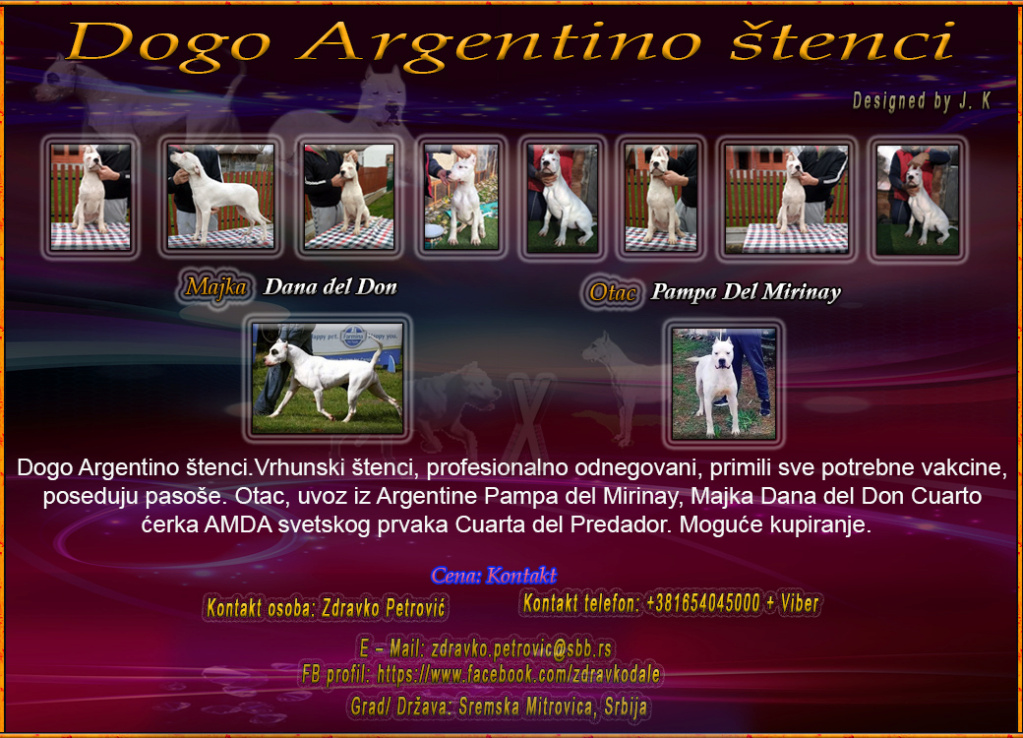 Dogo Argentino Argent10