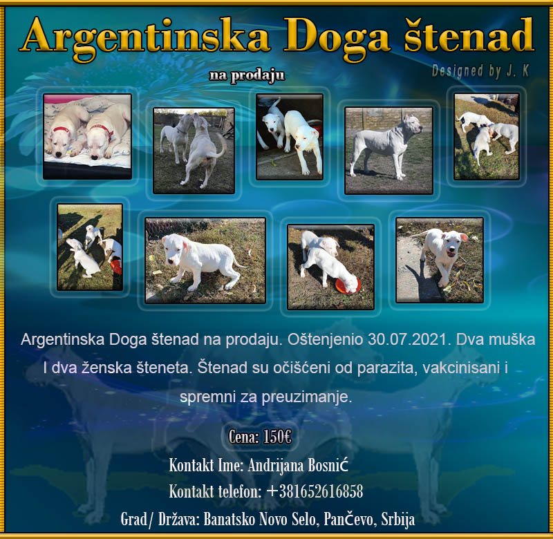 Argentinska Doga  Argent12