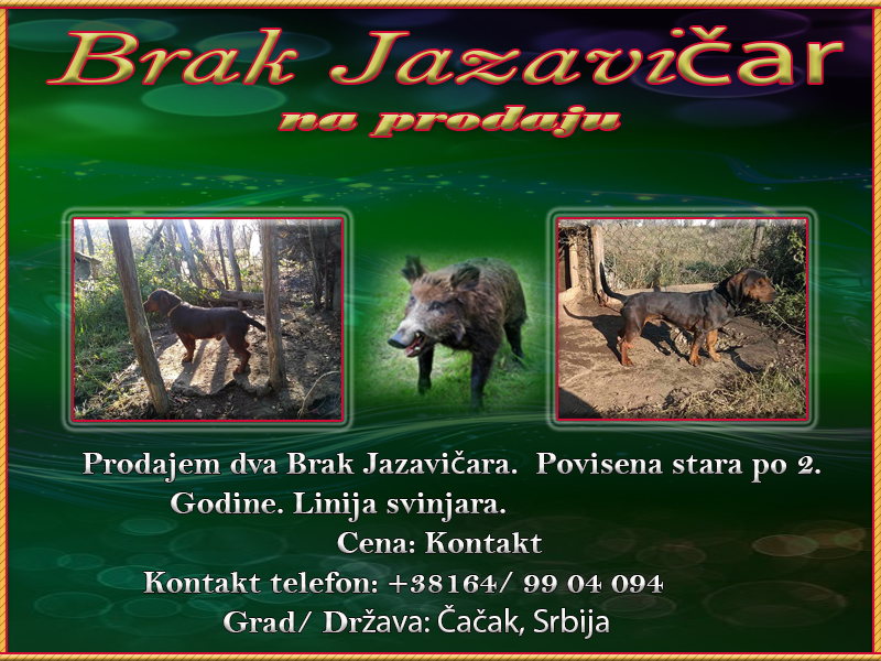 Brak Jazaviar Brak_j10