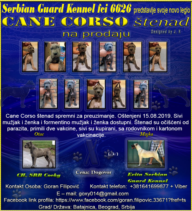 Cane Corso Cane_c10