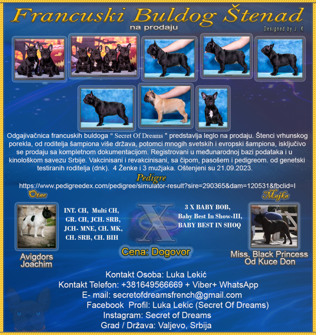 Francuski Buldog Francu15