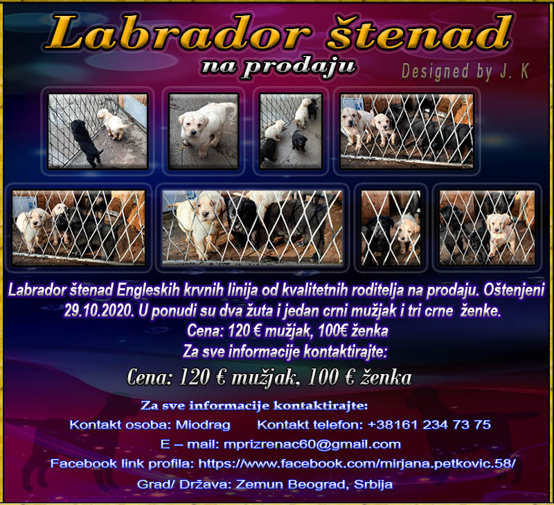 Labrador Labrad11