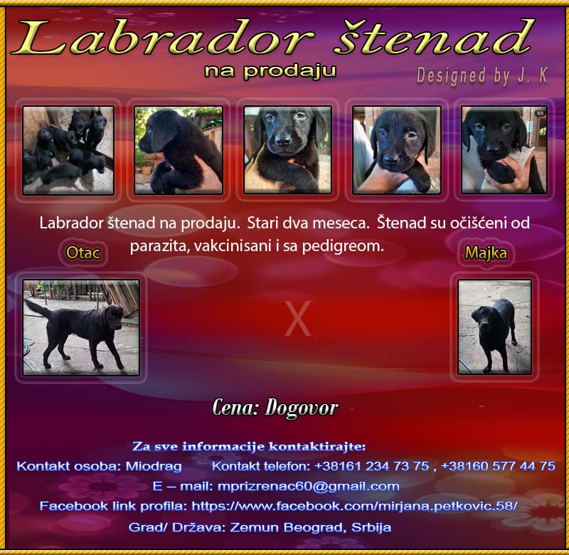 Labrador Labrad13