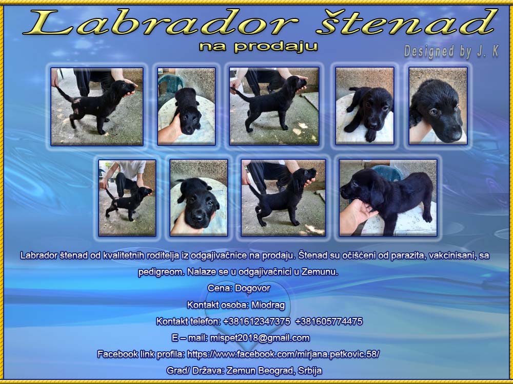 Labrador Labrad15