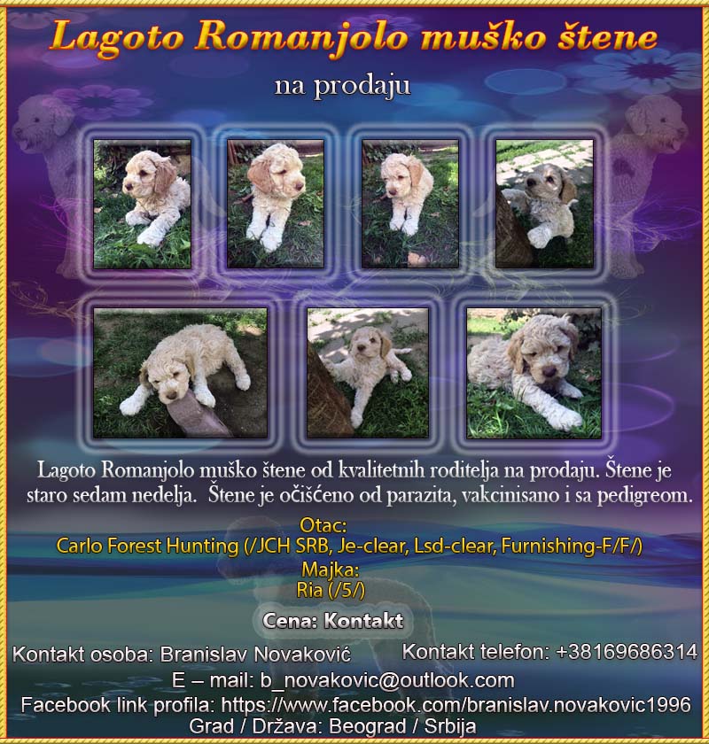 Lagoto Romanjolo  Lagoto10