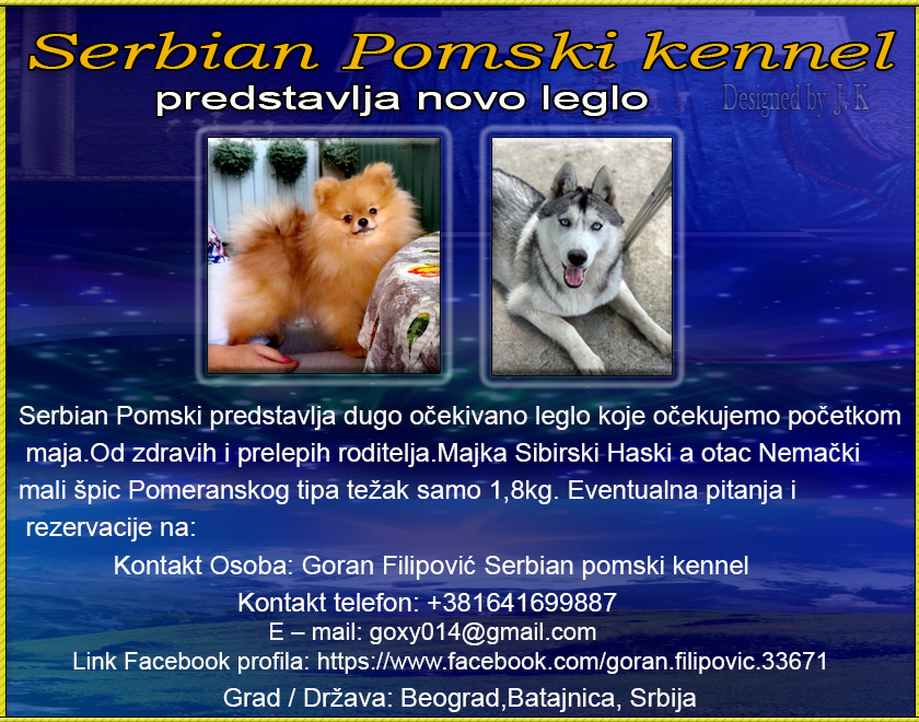 Serbian Pomski kennel predstavlja novo leglo Pomski11