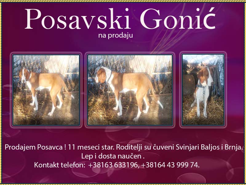 Posavski Goni Posavs10