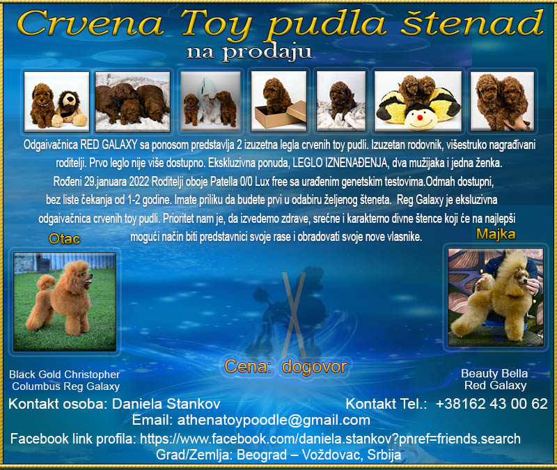 Red Toy Pudla  Toy_pu10