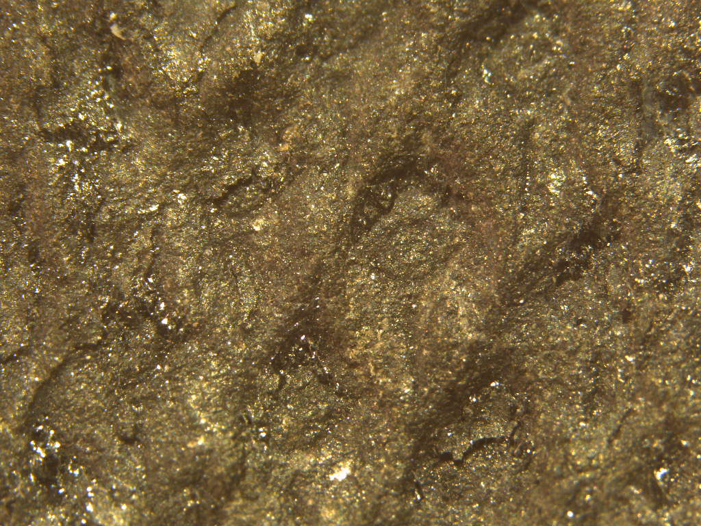 Lepidodendron Sternberg , 1820 . - Page 7 Unnumb10