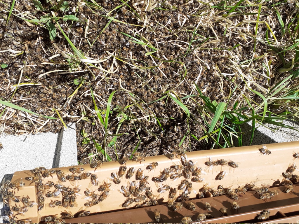 abeilles et produits phytos - Page 8 20210510