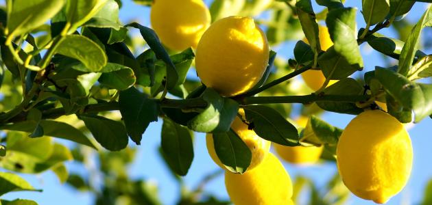 شجرة الليمون ( ثمار الليمون ) Oao_o_10