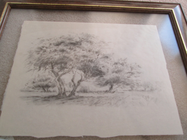 Original charcoal sketch / pencil drawing of a Tree signed P or R S 81 Img_5413