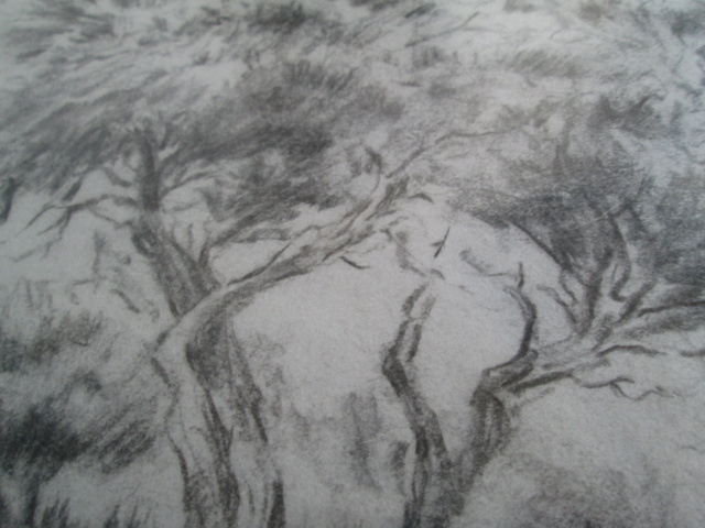 Original charcoal sketch / pencil drawing of a Tree signed P or R S 81 Img_5414