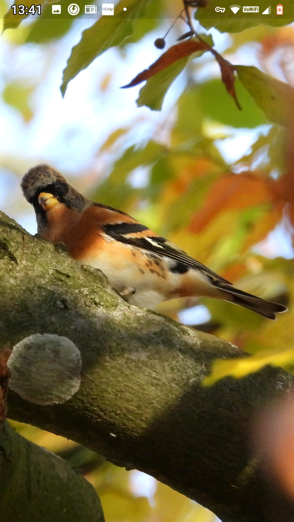 Some of my Nature pics - Page 2 Scree110