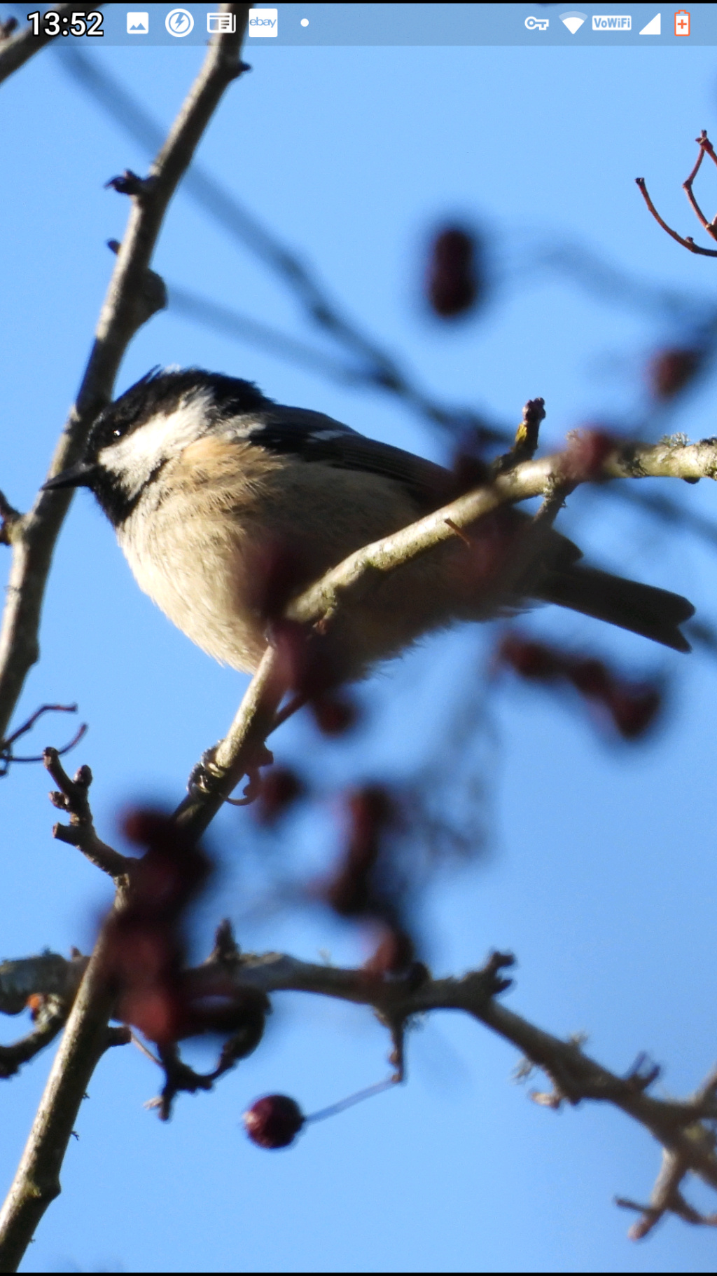 Some of my Nature pics - Page 2 Scree112