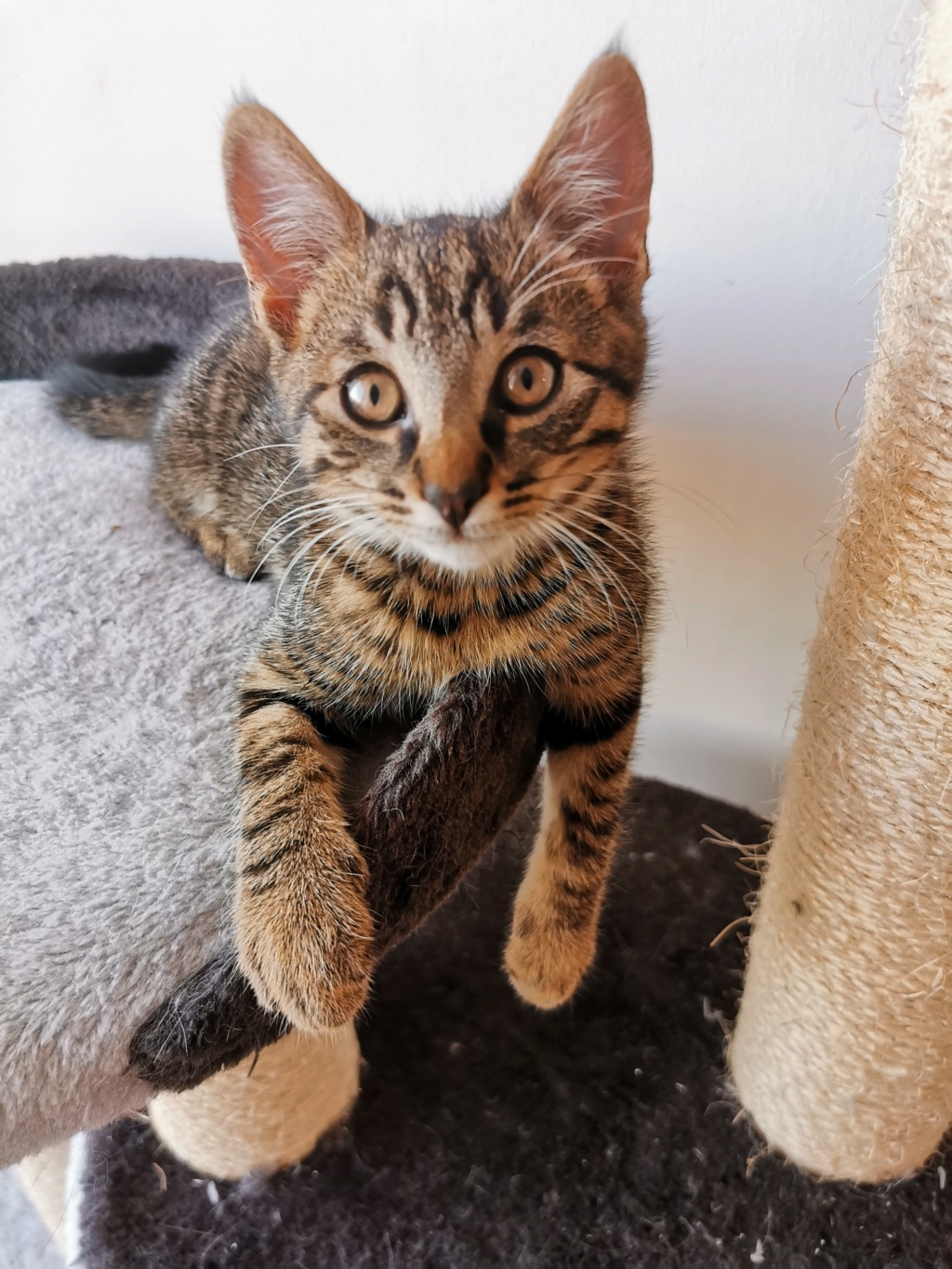 PUSHAN, chaton mâle tabby marron, né le 01/05/2019 Img_2034