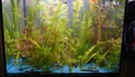 corydoras panda Aquari13