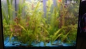 corydoras panda  Aquari13