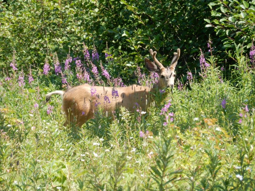 Cerf mulet 4e4a4610