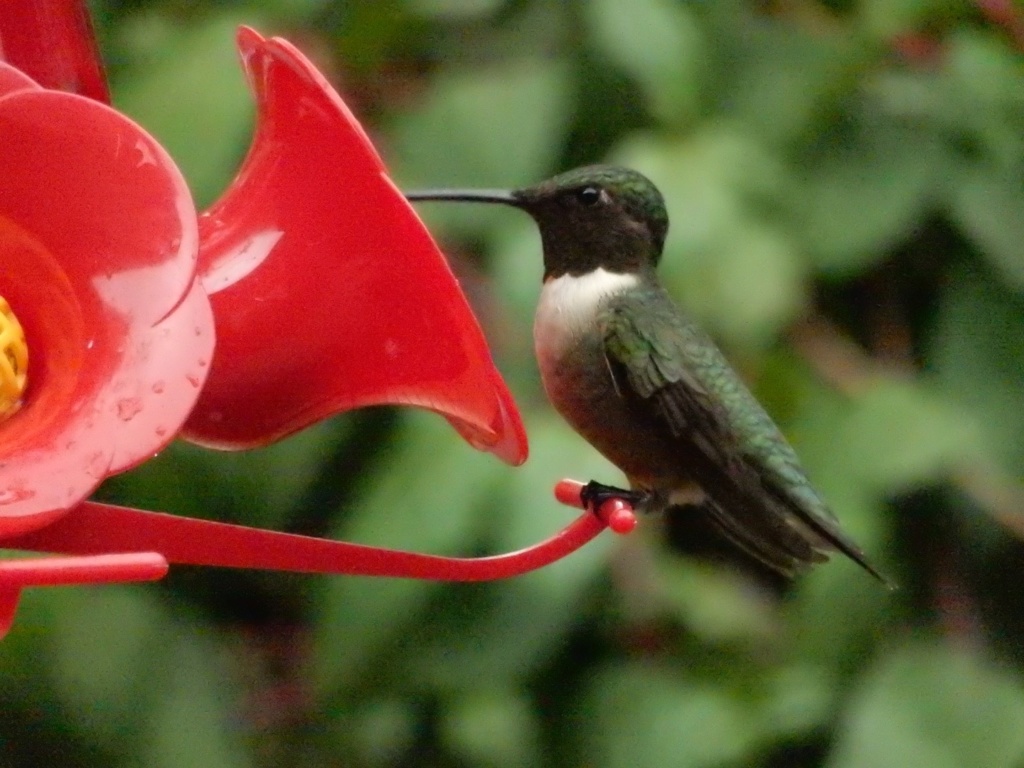 Colibri dans les fleurs de pommier, femelle C1066310