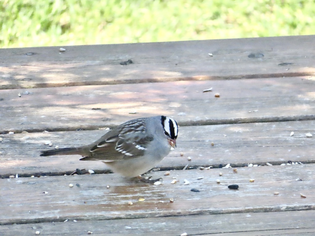 Bruant à couronne blanche D9970010