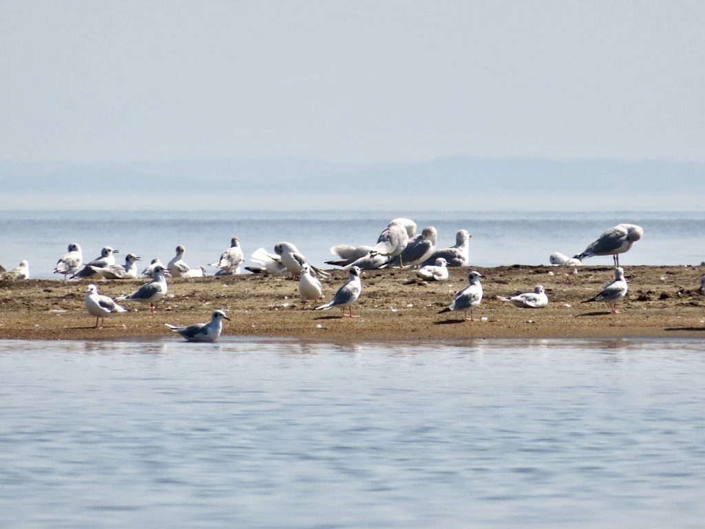 Mouettes de Bonaparte Img_3911