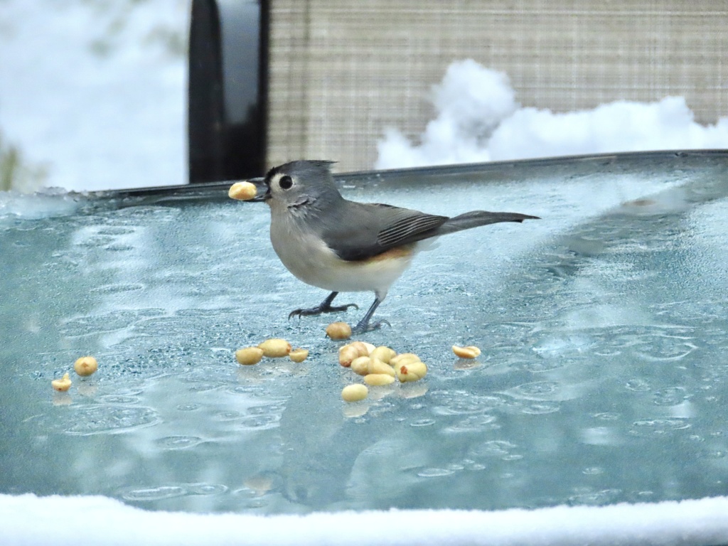 Oiseaux du jour… Img_5416