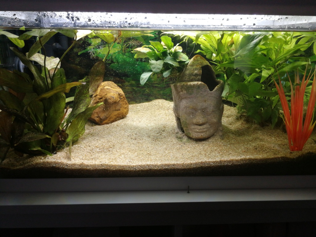 Lancement de mon aquarium de 60L 15521310