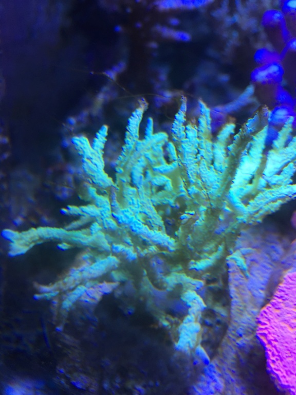 Algues dinoflagelle  Image11