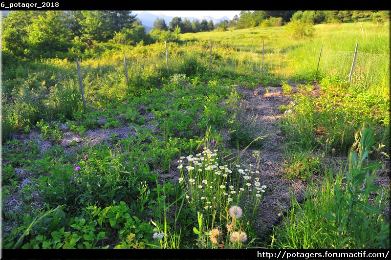 POTAGER d'Adrien - photos du potager (de 2017 à 2019) 6_pota10