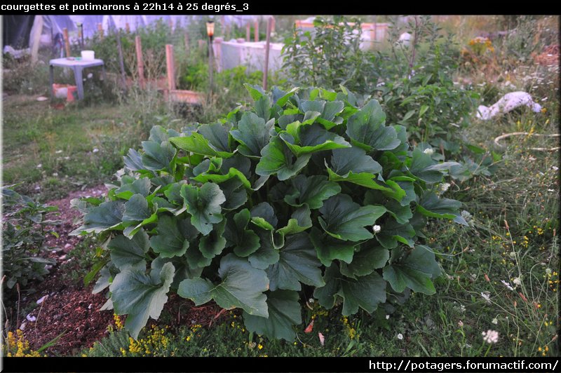 COURGETTES - les cucurbitacées et la chaleur Courge22