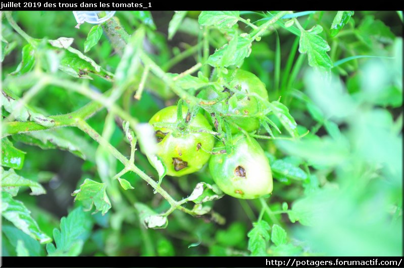 TOMATES - des trous dans quelques tomates (vidéo) Juille15