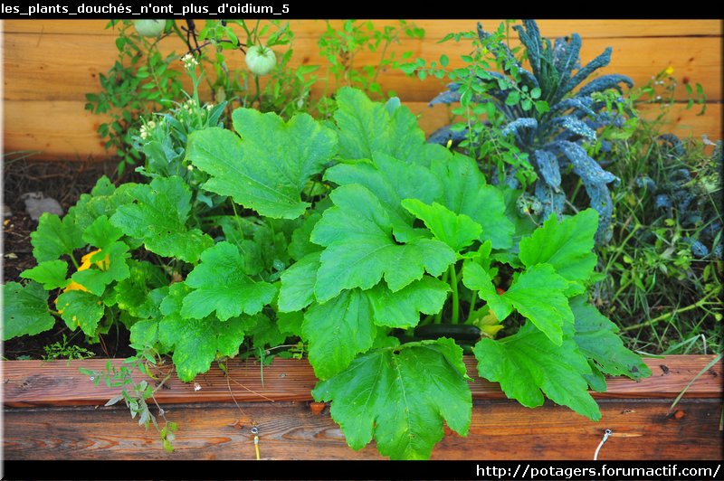 COURGETTES - prévenir et contenir l'oidium avec de.... l'EAU (1 vidéo) Les_pl13