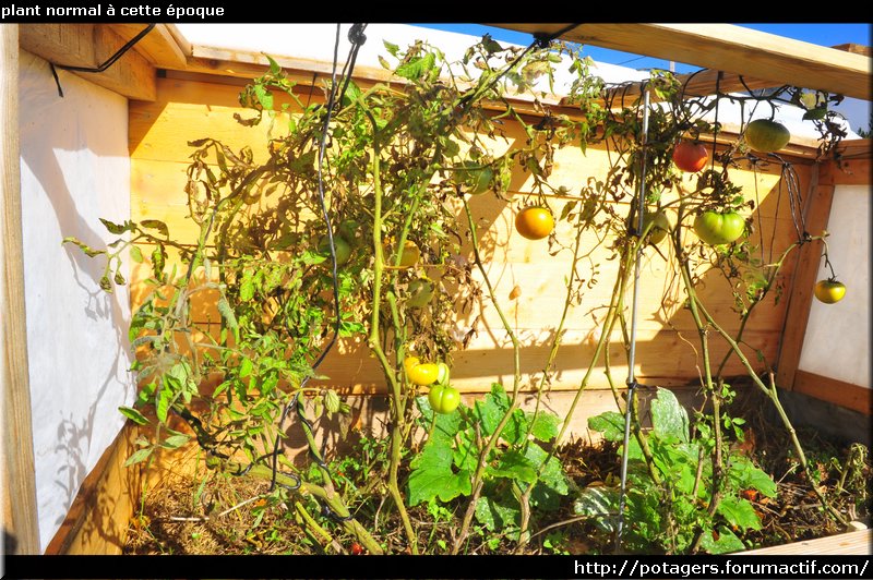 TOMATES - les tomates à croissance automnale Plant_10