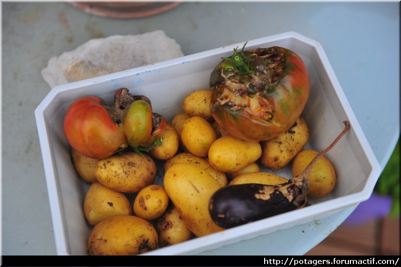 TECHNIQUE - ne pas récolter les pommes de terre et les laisser sous le foin Rzocol11