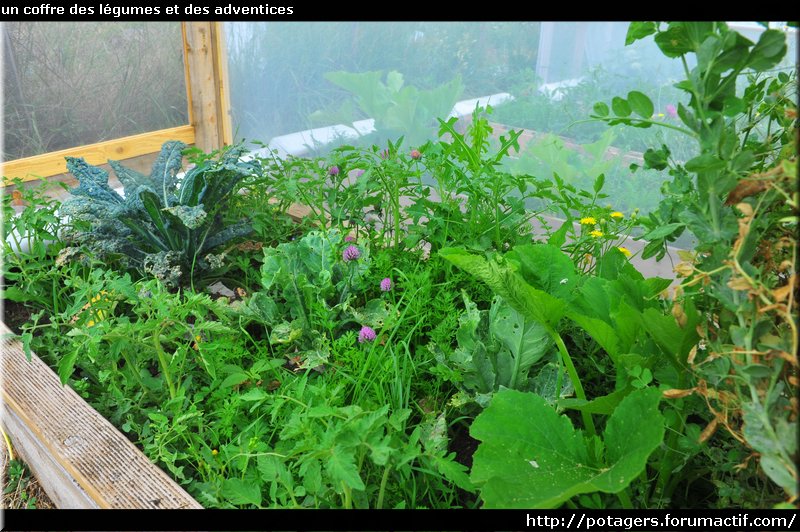 POTAGER d'Adrien - photos du potager (de 2017 à 2019) Un_cof10