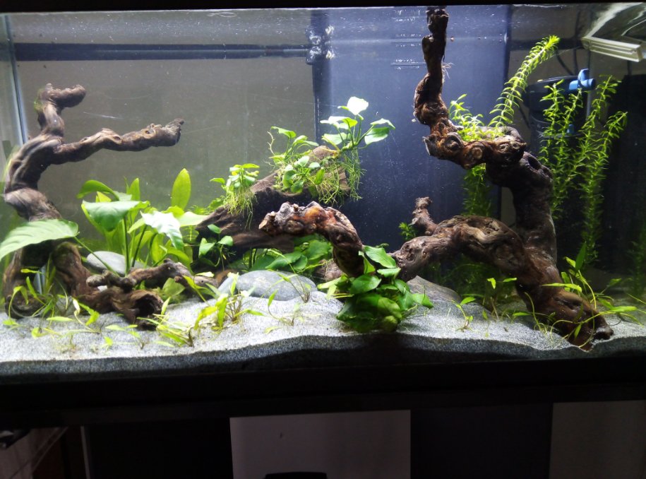 Voici mon aquarium - Page 2 2020_017