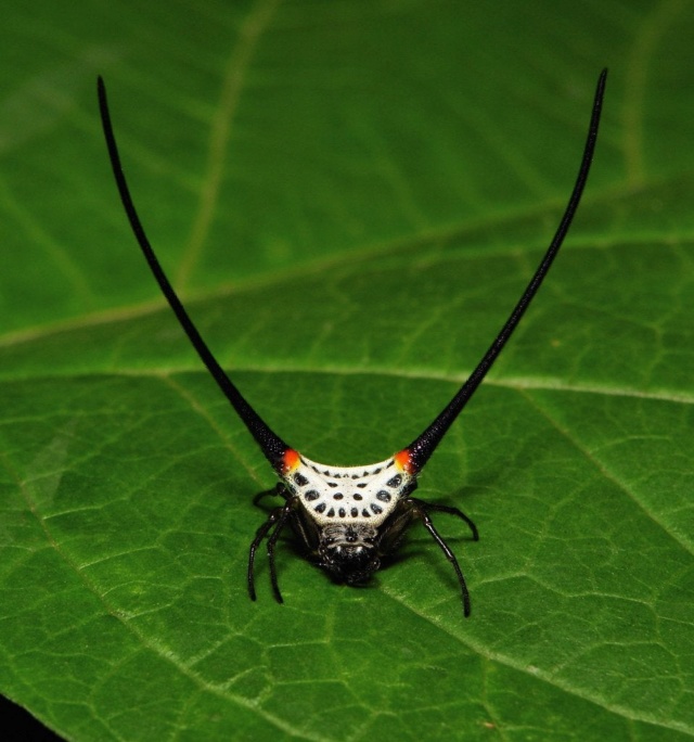 Arachnides, l'Univers fascinant des Araignées. Arach_20