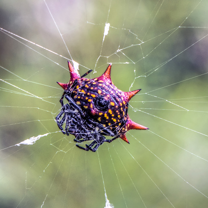 Arachnides, l'Univers fascinant des Araignées. Arach_28
