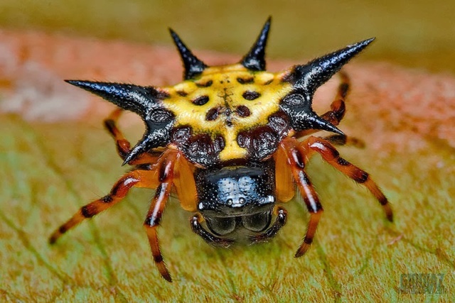 Arachnides, l'Univers fascinant des Araignées. Arach_29