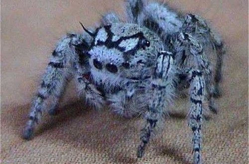 Arachnides, l'Univers fascinant des Araignées. Araign12